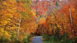 加拿大：又是“枫”情万种之秋