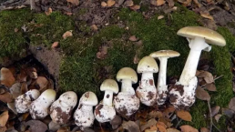 【警惕】澳洲雨后惊现大批毒蘑菇，华人小心别误食！