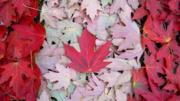 史上最全加拿大国家公园汇总：27种美到窒息的意境