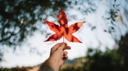 最新加拿大联邦EE移民全类别邀约3900人，总分降2分！